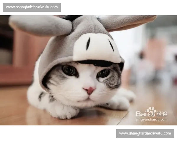 《猫咪竞技大赛：谁将成为最快的跑道明星》