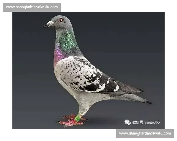 鸽子比赛祝福语：飞翔的梦想与荣耀同行，祝好运不断到达终点
